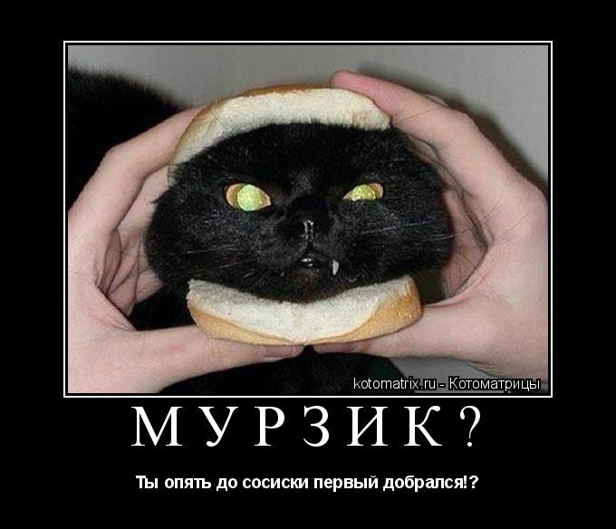 Мурзик? Ты опять до сосиски первый добрался!?... Котоматрица: Мурзик? Ты опять до сосиски первый добрался!?