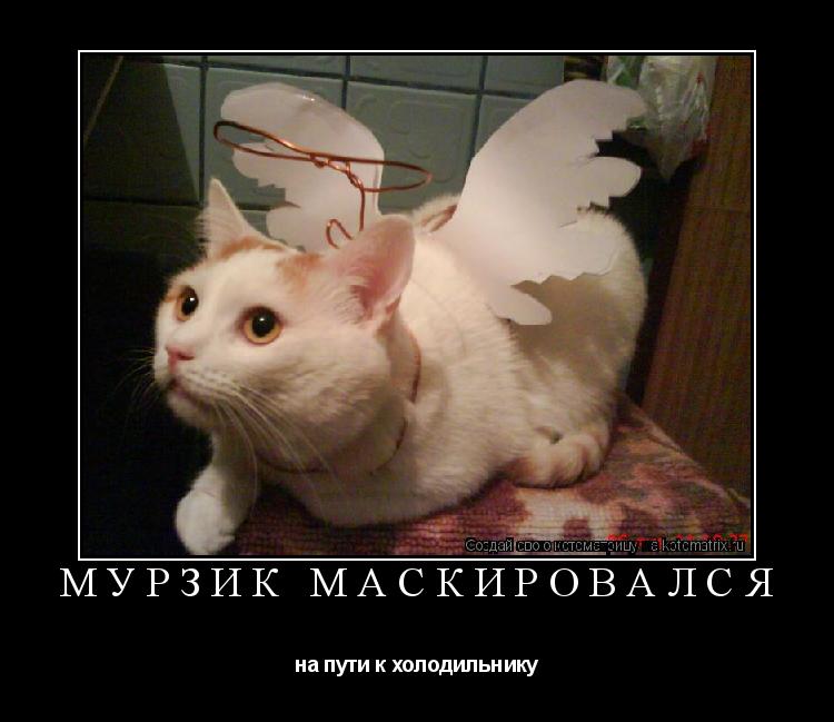 Котоматрица: Мурзик маскировался на пути к холодильнику