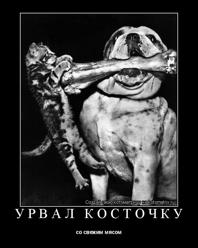 Котоматрица: Урвал косточку со свежим мясом