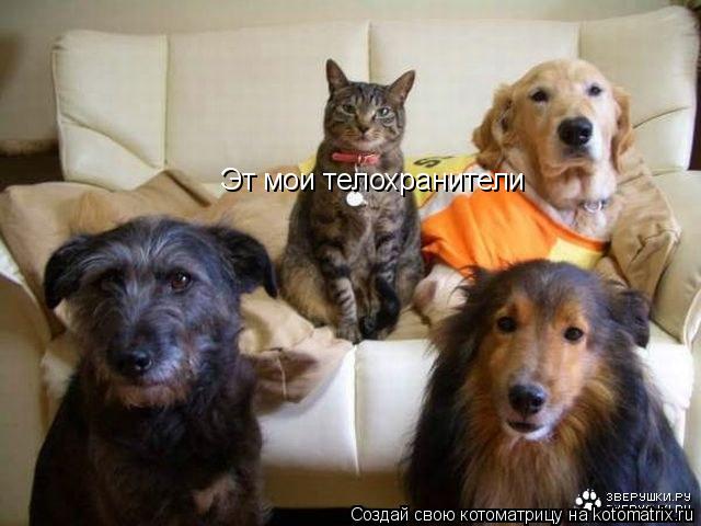 Котоматрица: Эт мои телохранители