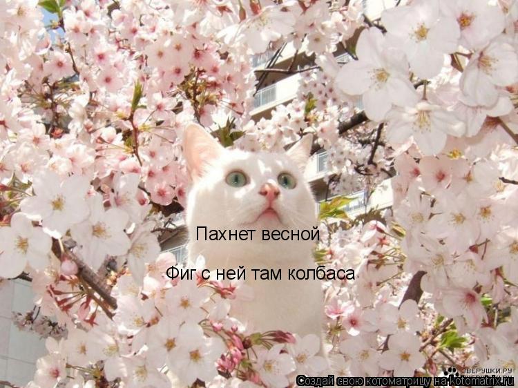 Котоматрица: Пахнет весной Фиг с ней там колбаса