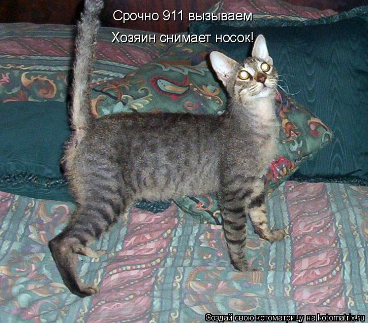 Котоматрица: Хозяин снимает носок! Срочно 911 вызываем