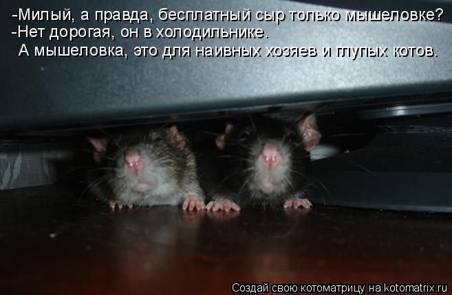 Котоматрица: -Милый, а правда, бесплатный сыр только мышеловке? -Нет дорогая, он в холодильнике. А мышеловка, это для наивных хозяев и глупых котов.