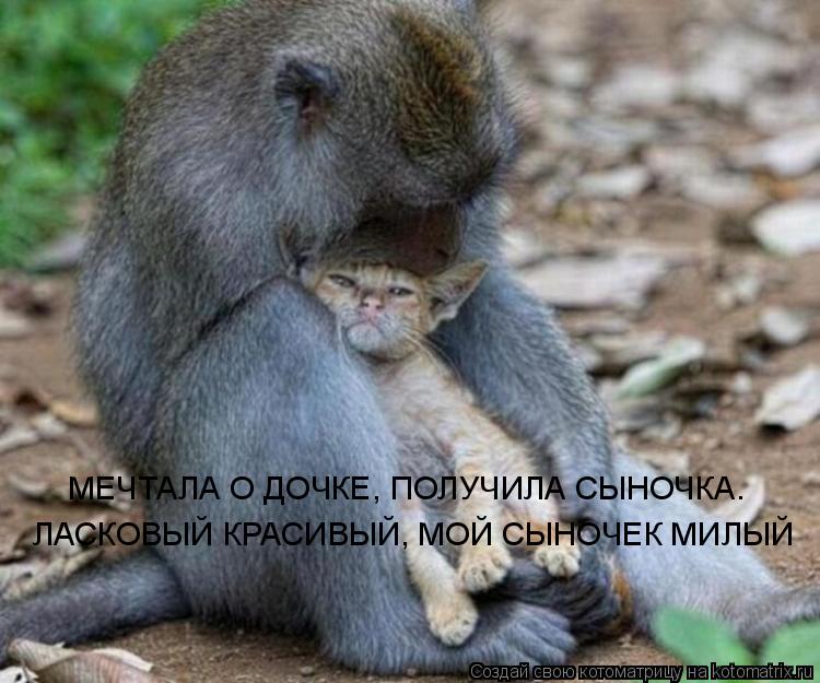 Котоматрица: МЕЧТАЛА О ДОЧКЕ, ПОЛУЧИЛА СЫНОЧКА. ЛАСКОВЫЙ КРАСИВЫЙ, МОЙ СЫНОЧЕК МИЛЫЙ