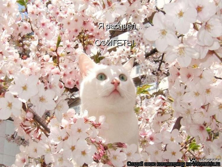 Котоматрица: Я расцвел... ОФИГЕТЬ!..