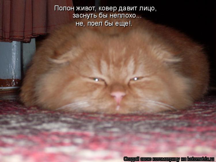 Котоматрица: Полон живот, ковер давит лицо, заснуть бы неплохо... не, поел бы еще!.