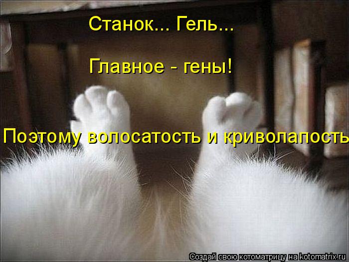 Котоматрица: Станок... Гель... Главное - гены! Поэтому волосатость и криволапость