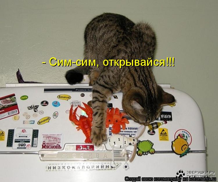 Котоматрица: - Сим-сим, открывайся!!!