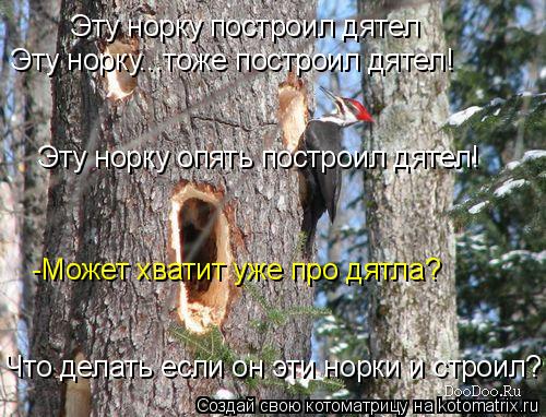 Котоматрица: Эту норку построил дятел Эту норку...тоже построил дятел! Эту норку опять построил дятел! -Может хватит уже про дятла? Что делать если он эти 