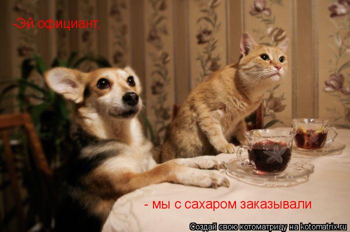 Котоматрица: -Эй официант,  - мы с сахаром заказывали