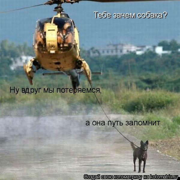 Котоматрица: Тебе зачем собака? Ну вдруг мы потеряемся,  а она путь запомнит