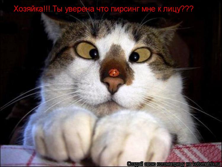 Котоматрица: Хозяйка!!! Ты уверена что пирсинг мне к лицу???