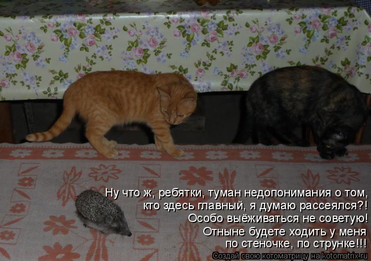 Котоматрица: Ну что ж, ребятки, туман недопонимания о том, кто здесь главный, я думаю рассеялся?! Особо выёживаться не советую! Отныне будете ходить у меня