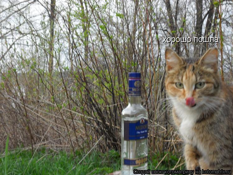 Котоматрица: хорошо пошла