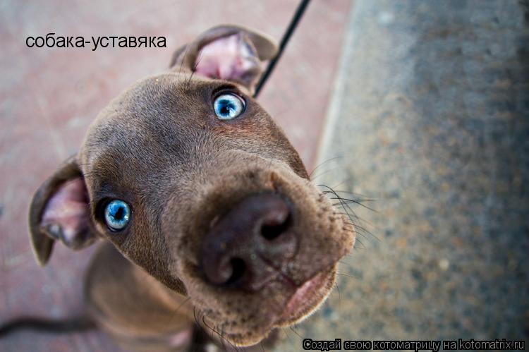 Котоматрица: собака-уставяка