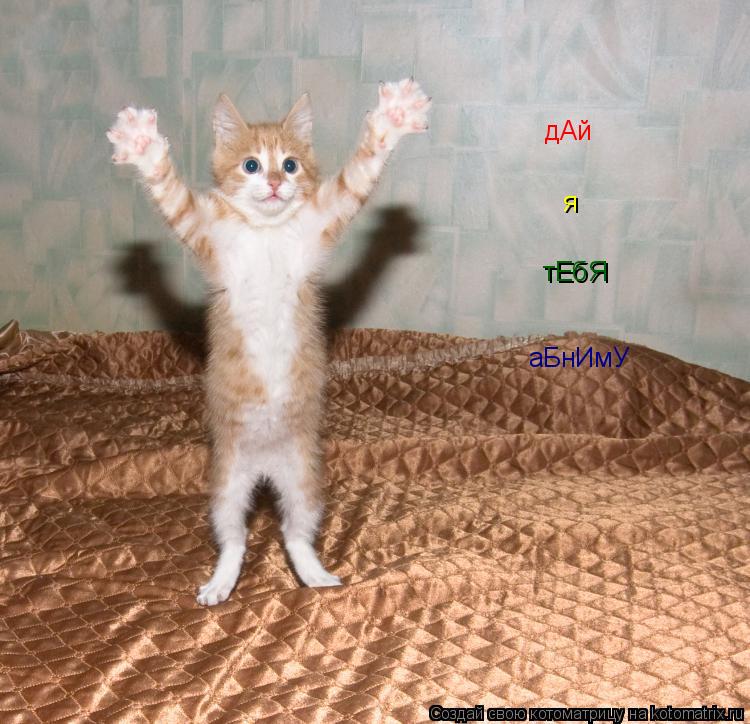 Котоматрица: дАй я тЕбЯ аБнИмУ