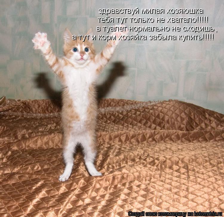 Котоматрица: здравствуй милая хозяюшка тебя тут только не хватало!!!!! в туалет нормально не сходишь , а тут и корм хозяйка забыла купить!!!!!