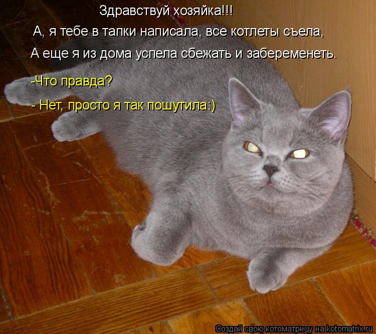 Котоматрица: Здравствуй хозяйка!!! А, я тебе в тапки написала, все котлеты съела, А еще я из дома успела сбежать и забеременеть. -Что правда? - Нет, просто я т