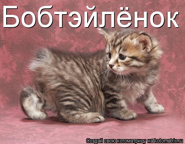 Котоматрица: Бобтэйлёнок