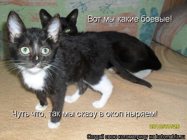 Котоматрица: Вот мы какие боевые!  Чуть что, так мы сказу в окоп ныряем!
