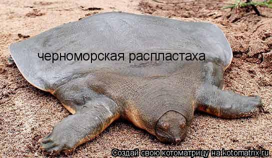 Котоматрица: черноморская распластаха