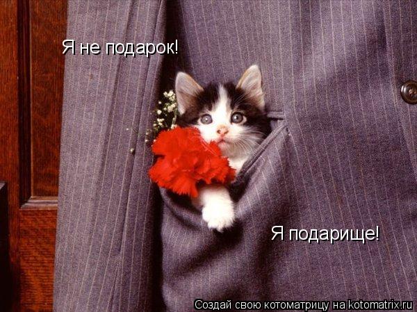 Котоматрица: Я не подарок! Я подарище!