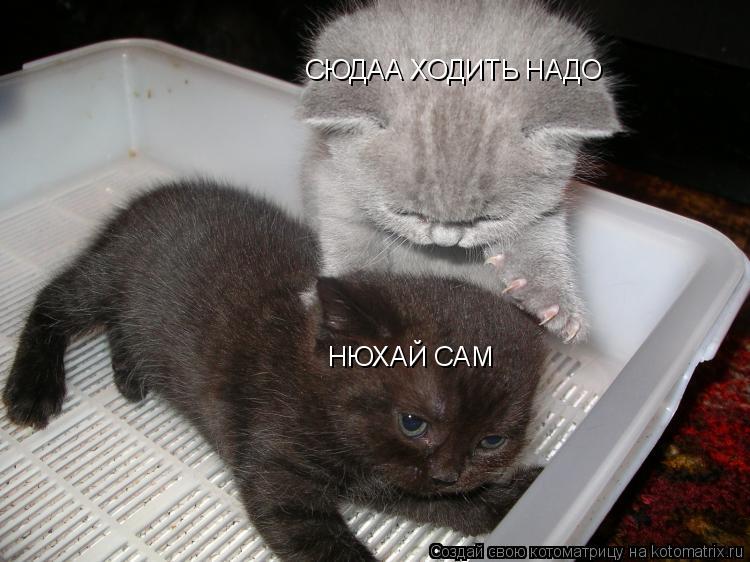 Котоматрица: СЮДАА ХОДИТЬ НАДО НЮХАЙ САМ