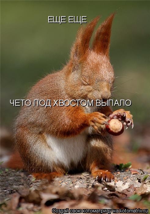 Котоматрица: ЕЩЕ ЕЩЕ ЧЕТО ПОД ХВОСТОМ ВЫПАЛО