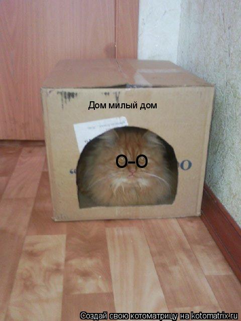 Котоматрица: Дом милый дом о о -