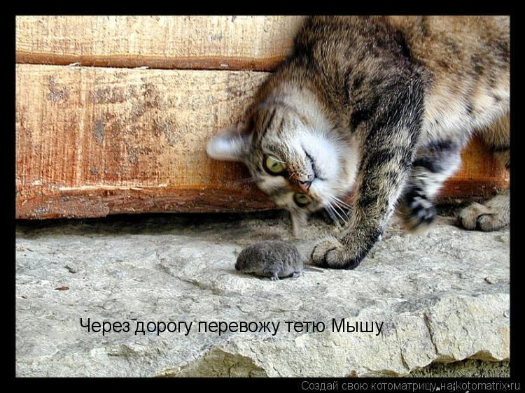 Котоматрица: Через дорогу перевожу тетю Мышу