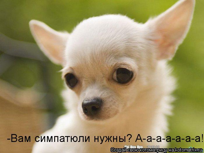 Котоматрица: -Вам симпатюли нужны? А-а-а-а-а-а-а!