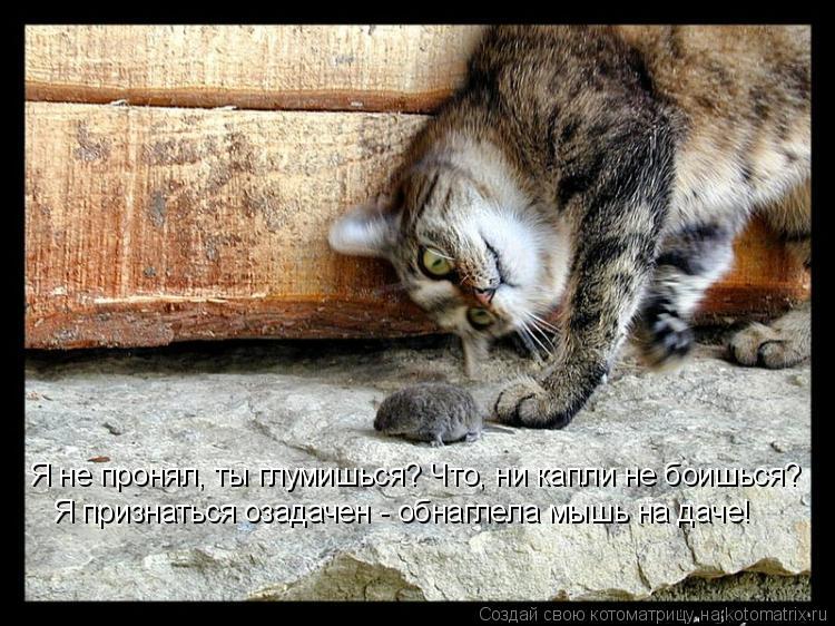 Котоматрица: Я не пронял, ты глумишься? Что, ни капли не боишься?  Я признаться озадачен - обнаглела мышь на даче!