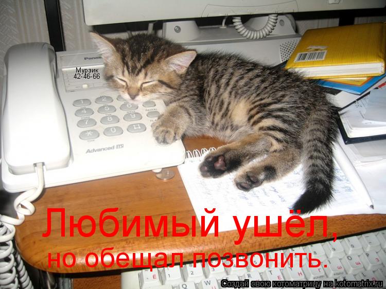Котоматрица: Любимый ушёл, но обещал позвонить. Мурзик 42-46-66
