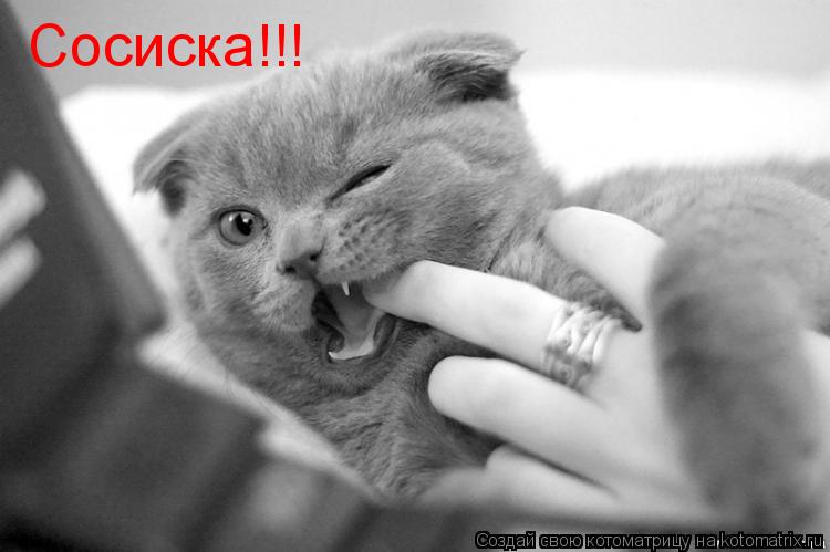 Сосиска!!!... Котоматрица: Сосиска!!!