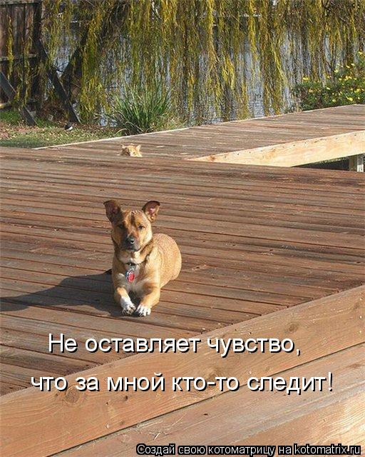 Котоматрица: Не оставляет чувство,  что за мной кто-то следит!