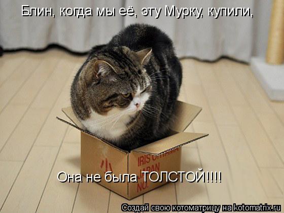 Блин, когда мы её, эту Мурку, купили, Она не была ТОЛСТОЙ!!!!... Котоматрица: Блин, когда мы её, эту Мурку, купили, Она не была ТОЛСТОЙ!!!!