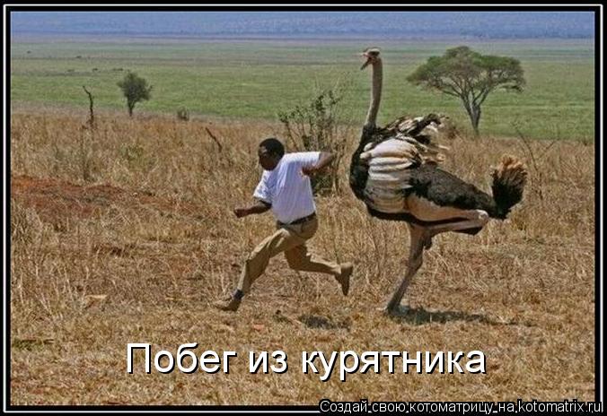 Котоматрица: Побег из курятника