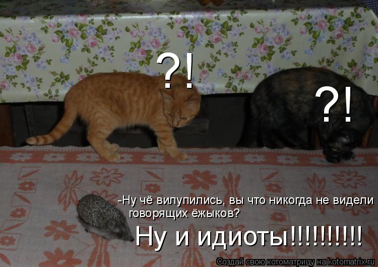Котоматрица: ?! ?! -Ну чё вилупились, вы что никогда не видели  говорящих ёжыков? Ну и идиоты!!!!!!!!!!
