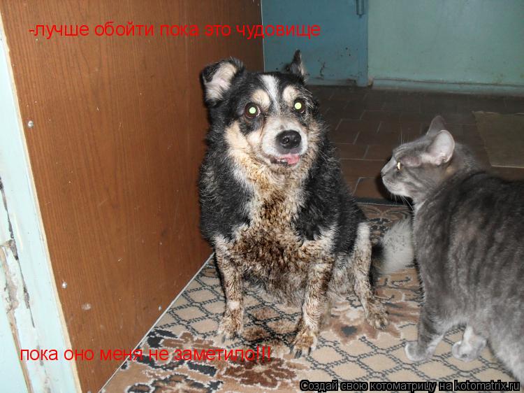 Котоматрица: -лучше обойти пока это чудовище  пока оно меня не заметило!!!