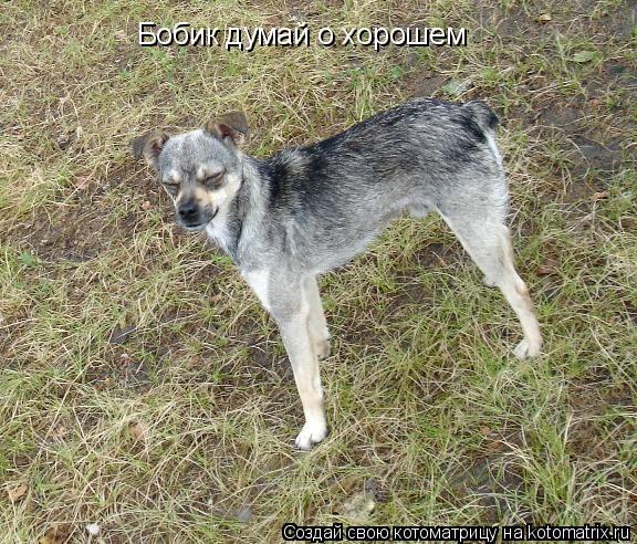 Котоматрица: Бобик думай о хорошем
