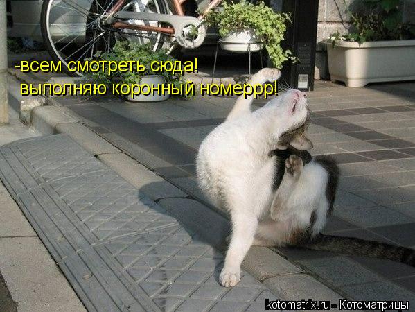 -всем смотреть сюда! выполняю коронный номеррр!... Котоматрица: -всем смотреть сюда! выполняю коронный номеррр!