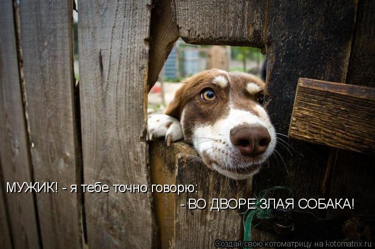 МУЖИК! - я тебе точно говорю: - ВО ДВОРЕ ЗЛАЯ СОБАКА!... Котоматрица: МУЖИК! - я тебе точно говорю: - ВО ДВОРЕ ЗЛАЯ СОБАКА!