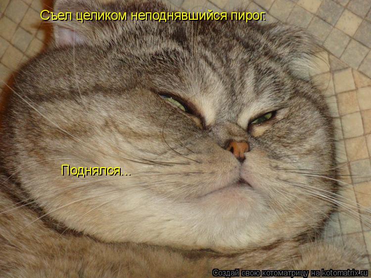 Съел целиком неподнявшийся пирог. Поднялся...... Котоматрица: Съел целиком неподнявшийся пирог. Поднялся...