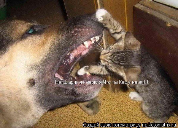 Котоматрица: Нет,Шарик,не верю я Что ты Кешу не ел!!!