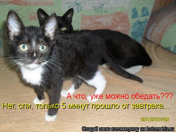 А что, уже можно обедать??? Нет, спи, только 5 минут прошло от завтрака...... Котоматрица: А что, уже можно обедать??? Нет, спи, только 5 минут прошло от завтрака...