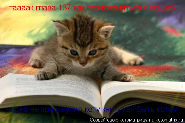 таааак глава 137 как познокомиться с кошкой видно не зря я купил коту книгу как быть котом... Котоматрица: таааак глава 137 как познокомиться с кошкой видно не зря я купил коту книгу как быть котом