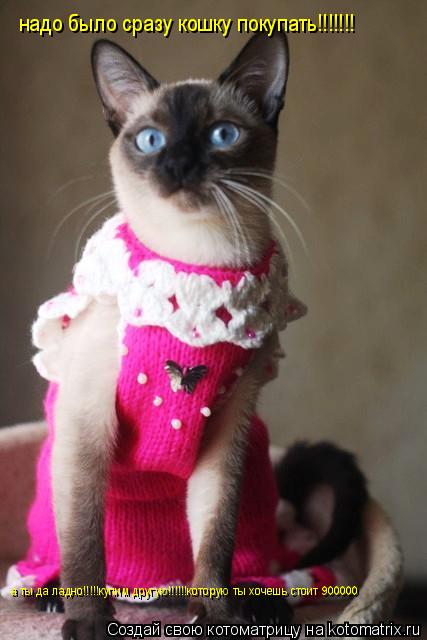 надо было сразу кошку покупать!!!!!!! а ты да ладно!!!!!купим другую!!!!!!которую ты хочешь стоит 900... Котоматрица: надо было сразу кошку покупать!!!!!!! а ты да ладно!!!!!купим другую!!!!!!которую ты хочешь стоит 900000