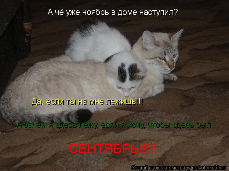 А чё уже ноябрь в доме наступил? Да, если ты на мне лежишь!!! А зачем я здесь лежу, если я хочу, чтоб... Котоматрица: А чё уже ноябрь в доме наступил? Да, если ты на мне лежишь!!! А зачем я здесь лежу, если я хочу, чтобы здесь был СЕНТЯБРЬ!!!!!