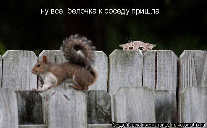Котоматрица: ну все, белочка к соседу пришла