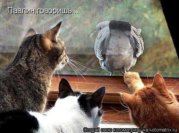 Котоматрица: Павлин,говоришь...